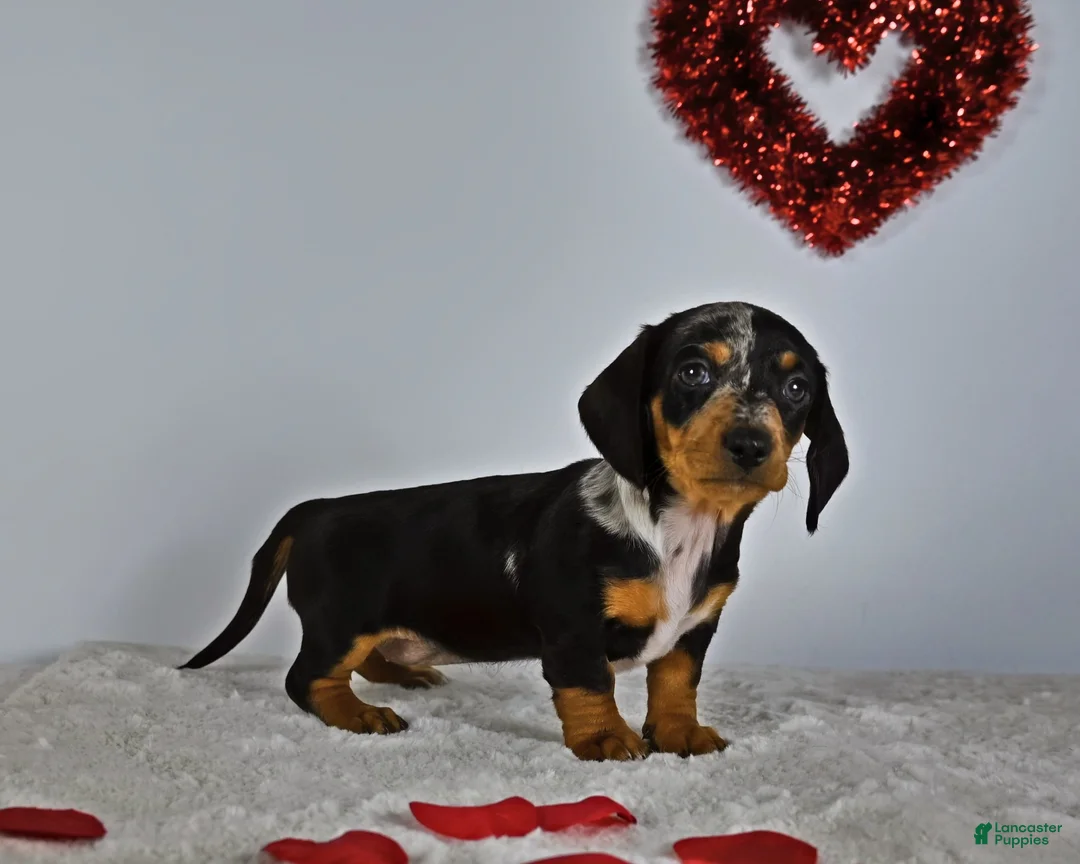 Miniature Dachshund dogs for sale: Hazzel - Ad 2