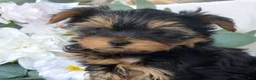 Yorkshire Terrier dogs for sale: Cheerio - Ad 3