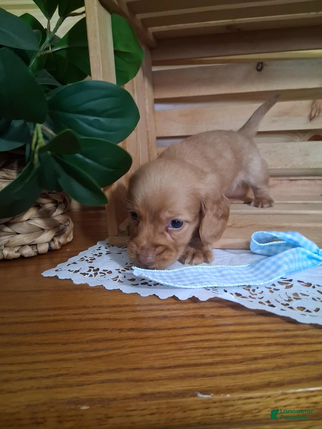Dachshund dogs for sale: Mack - Ad 2