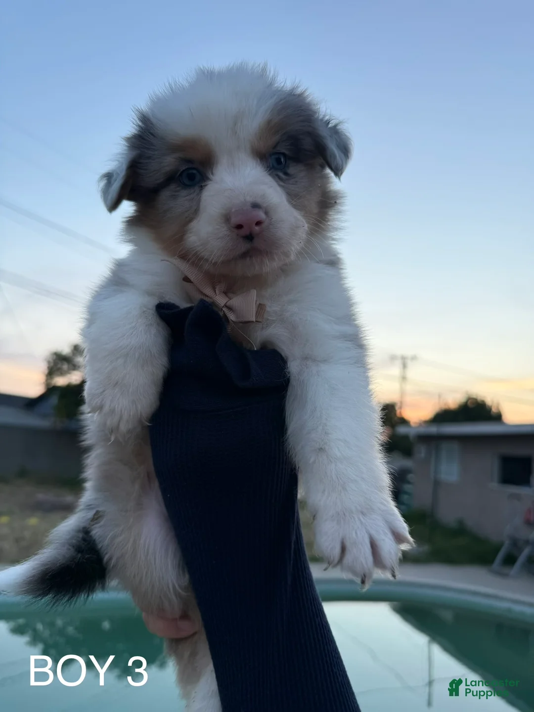 Australian Shepherd dogs for sale: Australian Shepherd Puppy 4 - Ad 1