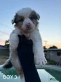 Australian Shepherd Puppy 4