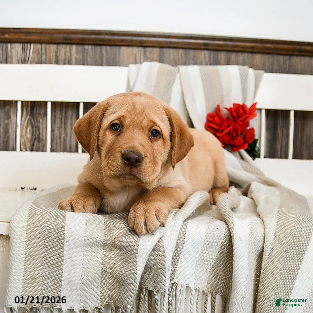 Labrador Retriever dogs for sale: Cashew - Ad 2