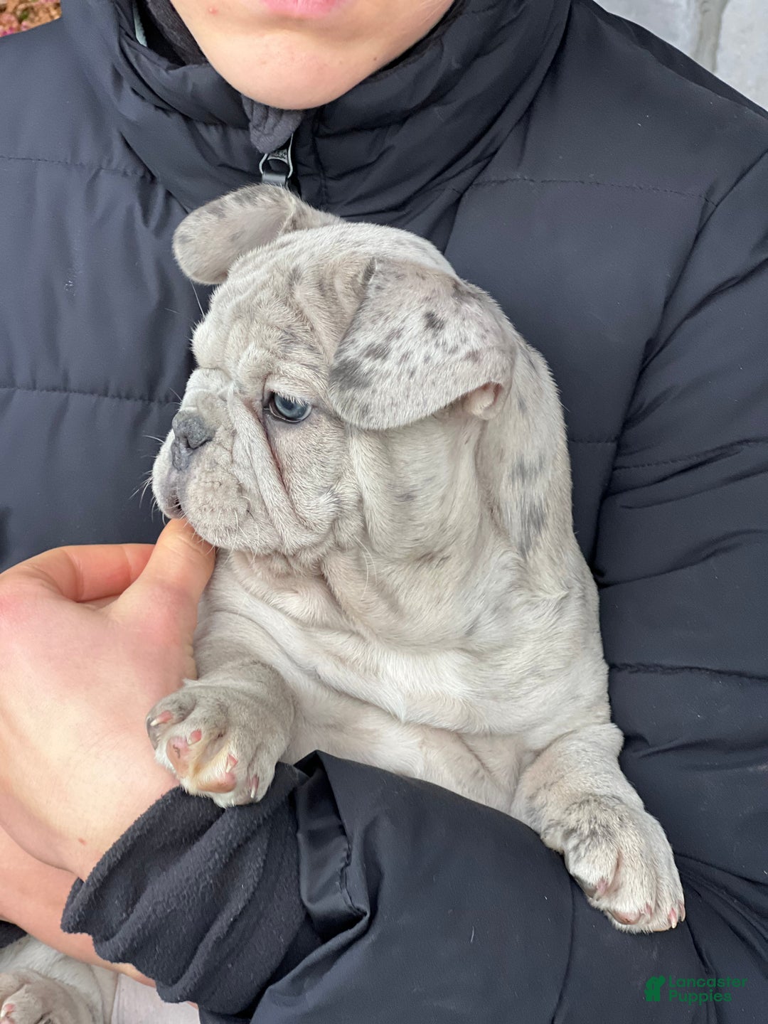 French Bulldog dogs for sale: Noelle - Ad 3