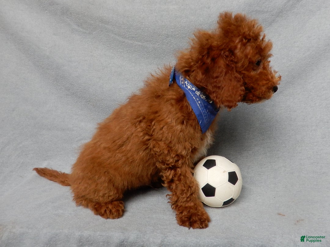 Mini Goldendoodle dogs for sale: Milo - Ad 5