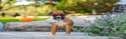 Boxer dogs for sale: Aspen - Ad 3