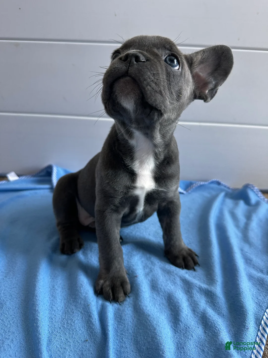 French Bulldog dogs for sale: Hulk - Ad 4