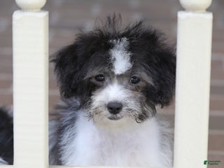 Teddy Bear dogs - Ad 19