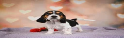 Beagle dogs for sale: OTTO - Ad 13