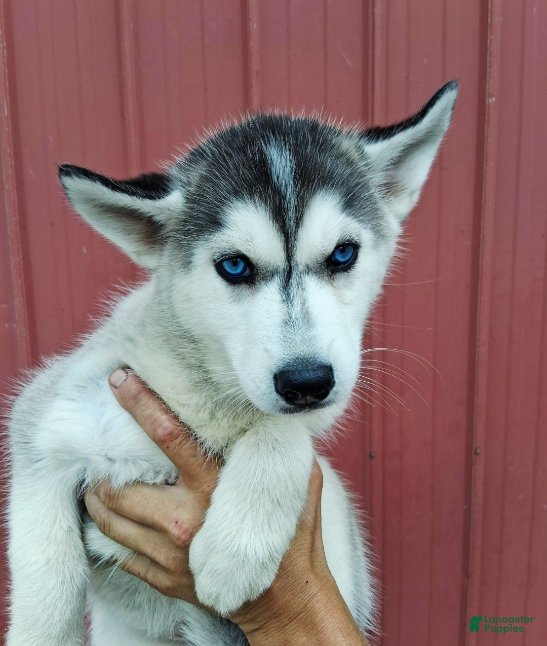 Siberian Husky dogs Daisy  - Ad 2