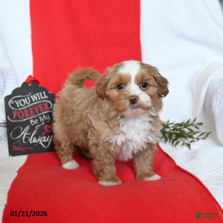 Shihpoo dogs Denver - Ad 6