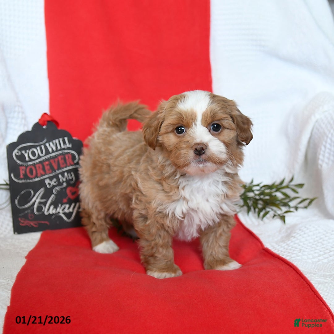 Shihpoo dogs for sale: Denver - Ad 1