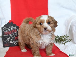 Shihpoo dogs Denver - Ad 6