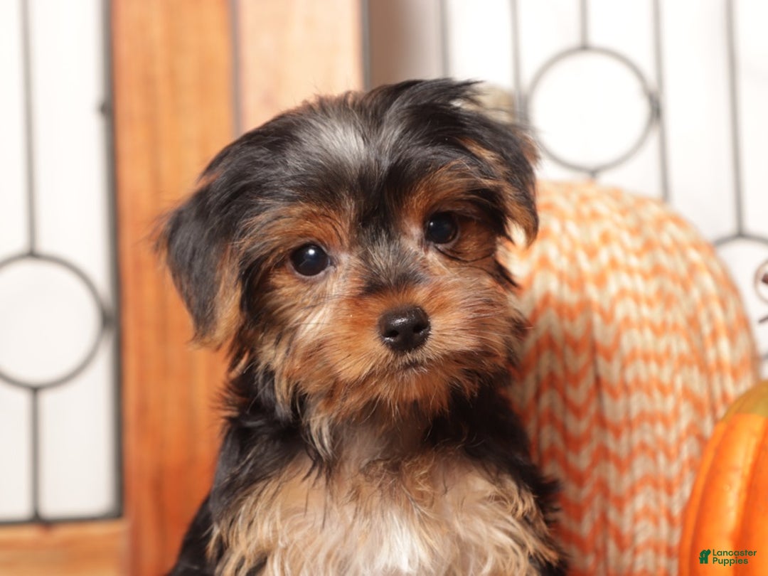 Yorkshire Terrier dogs for sale: Sassy - ACA Female Yorkie  - Ad 2