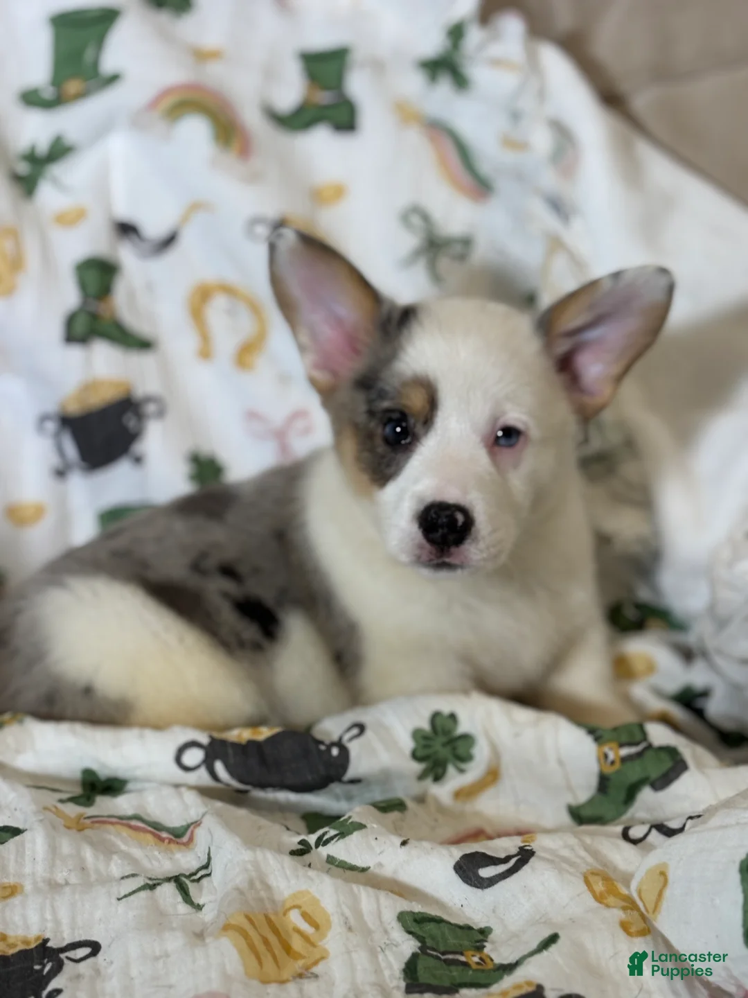 Mixed Breed dogs for sale: Van - Ad 2