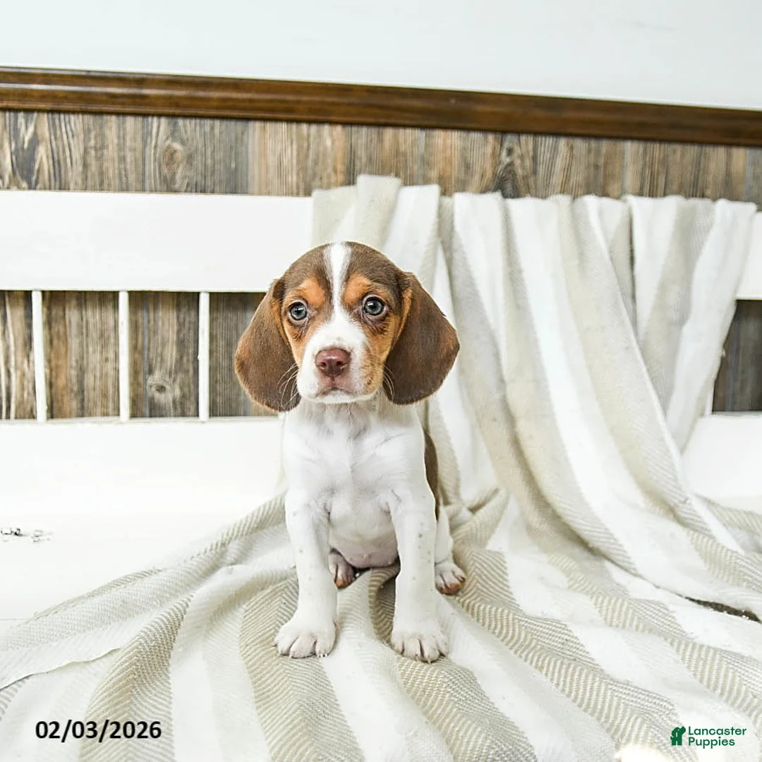 Beagle dogs for sale: Creamer - Ad 2