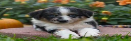 Miniature Australian Shepherd dogs for sale: Kendra - Ad 4