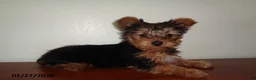 Yorkshire Terrier dogs for sale: Zuzu - Ad 4