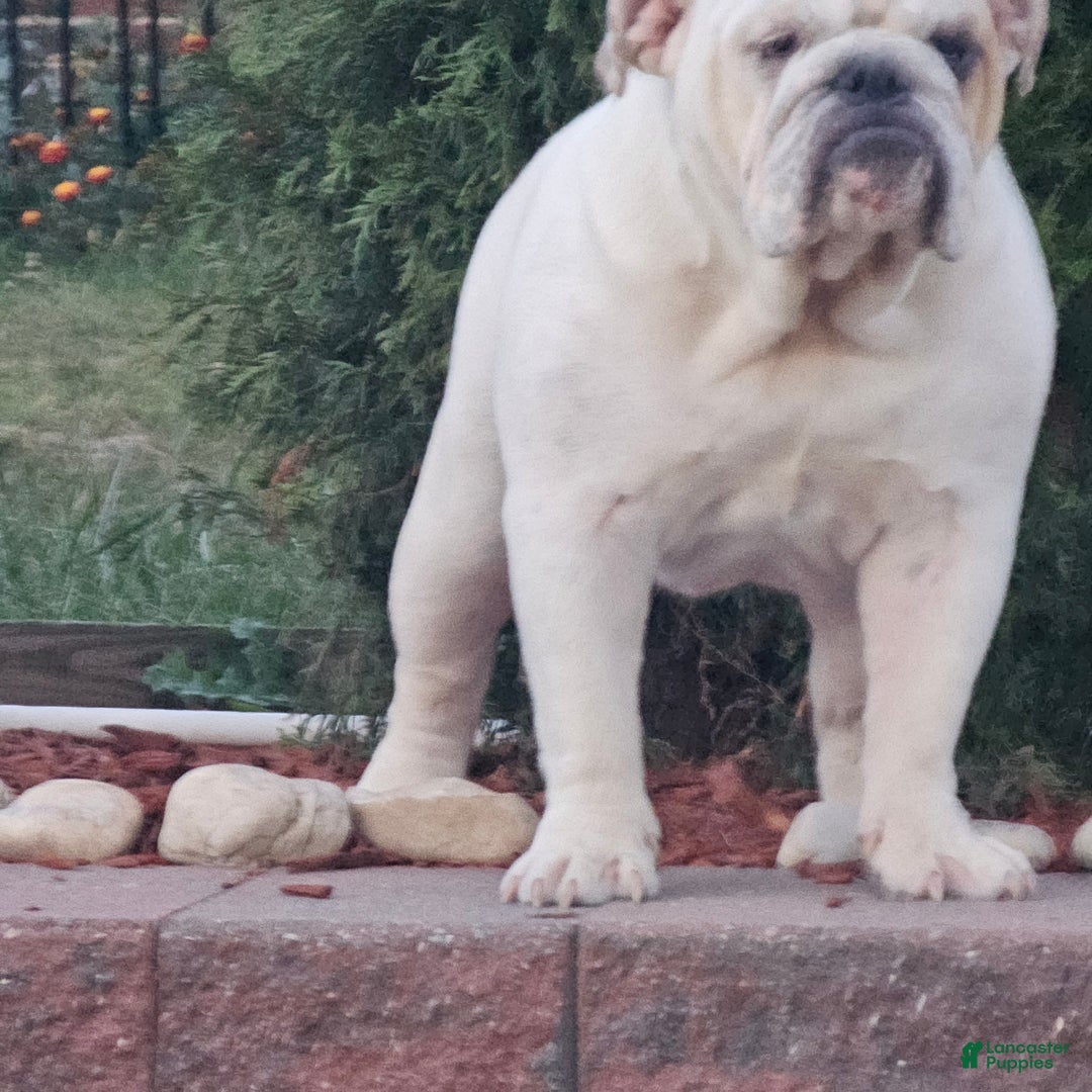 English Bulldog dogs for sale: English Bulldog Puppy 1 - Ad 3