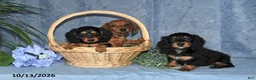 Miniature Dachshund dogs for sale: Summer - Ad 3