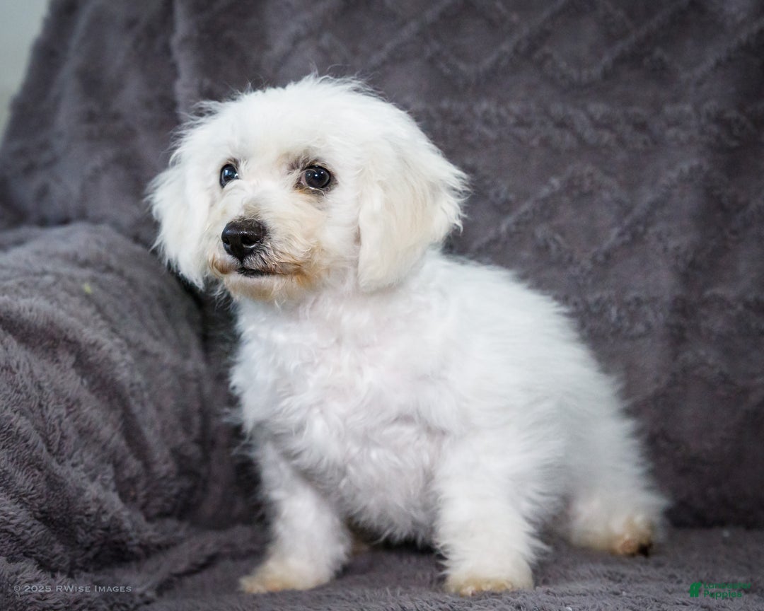 Bichon Frise dogs for sale: Jasper - Ad 2