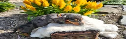Miniature Dachshund dogs for sale: Remy  - Ad 18