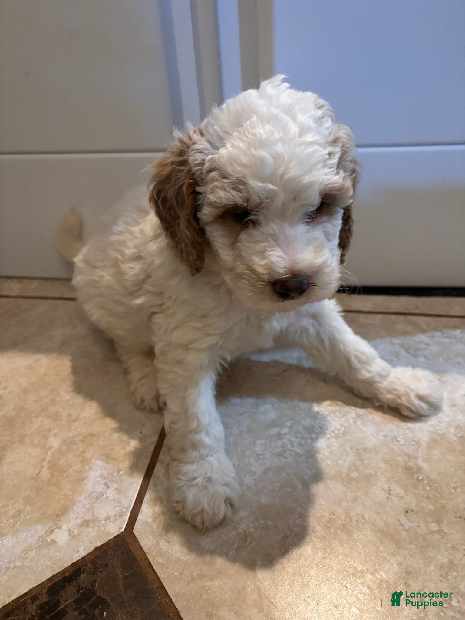 Mini Bernedoodle dogs for sale: Rosie - Ad 2