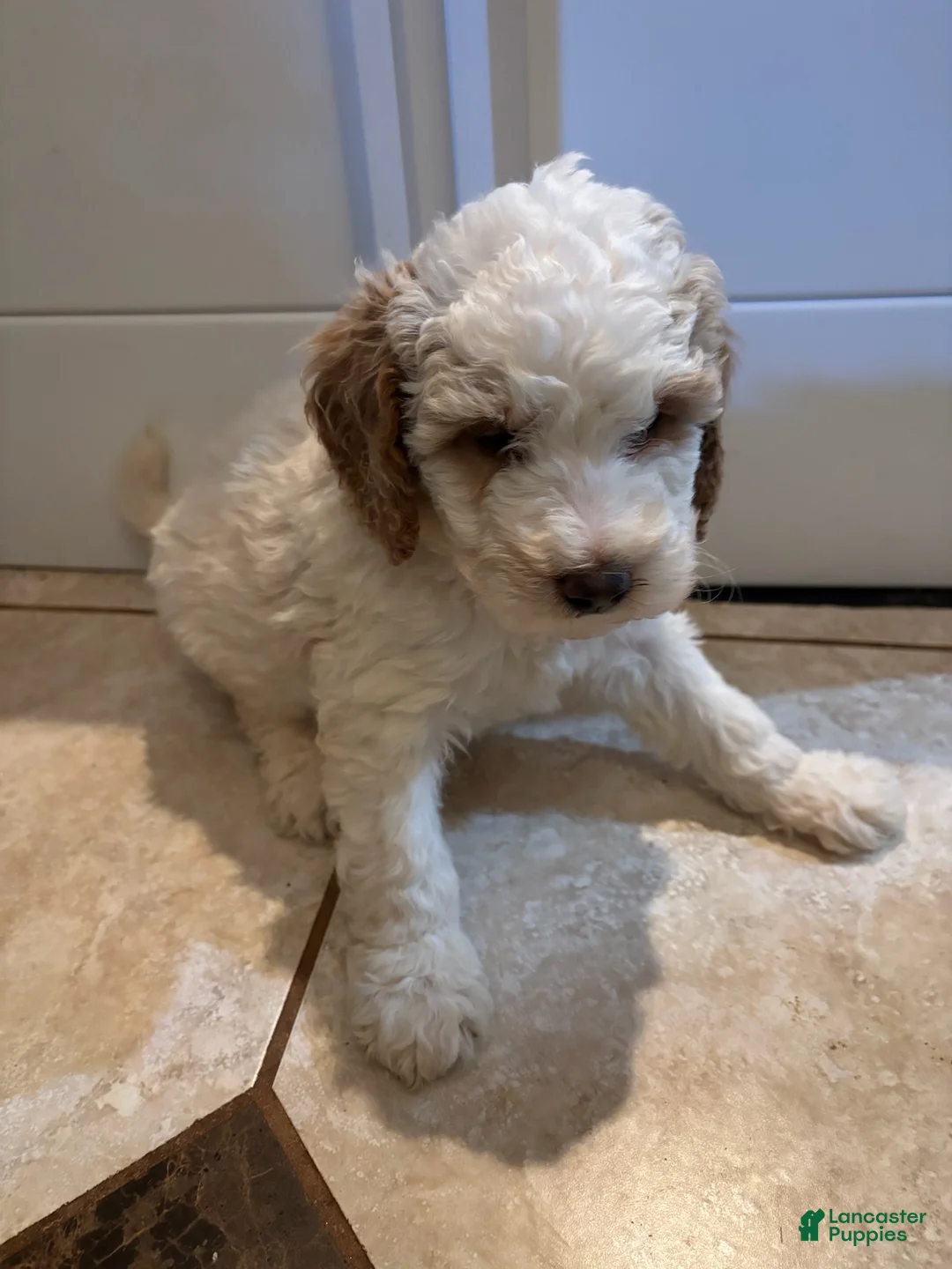 Mini Bernedoodle dogs for sale: Rosie - Ad 2