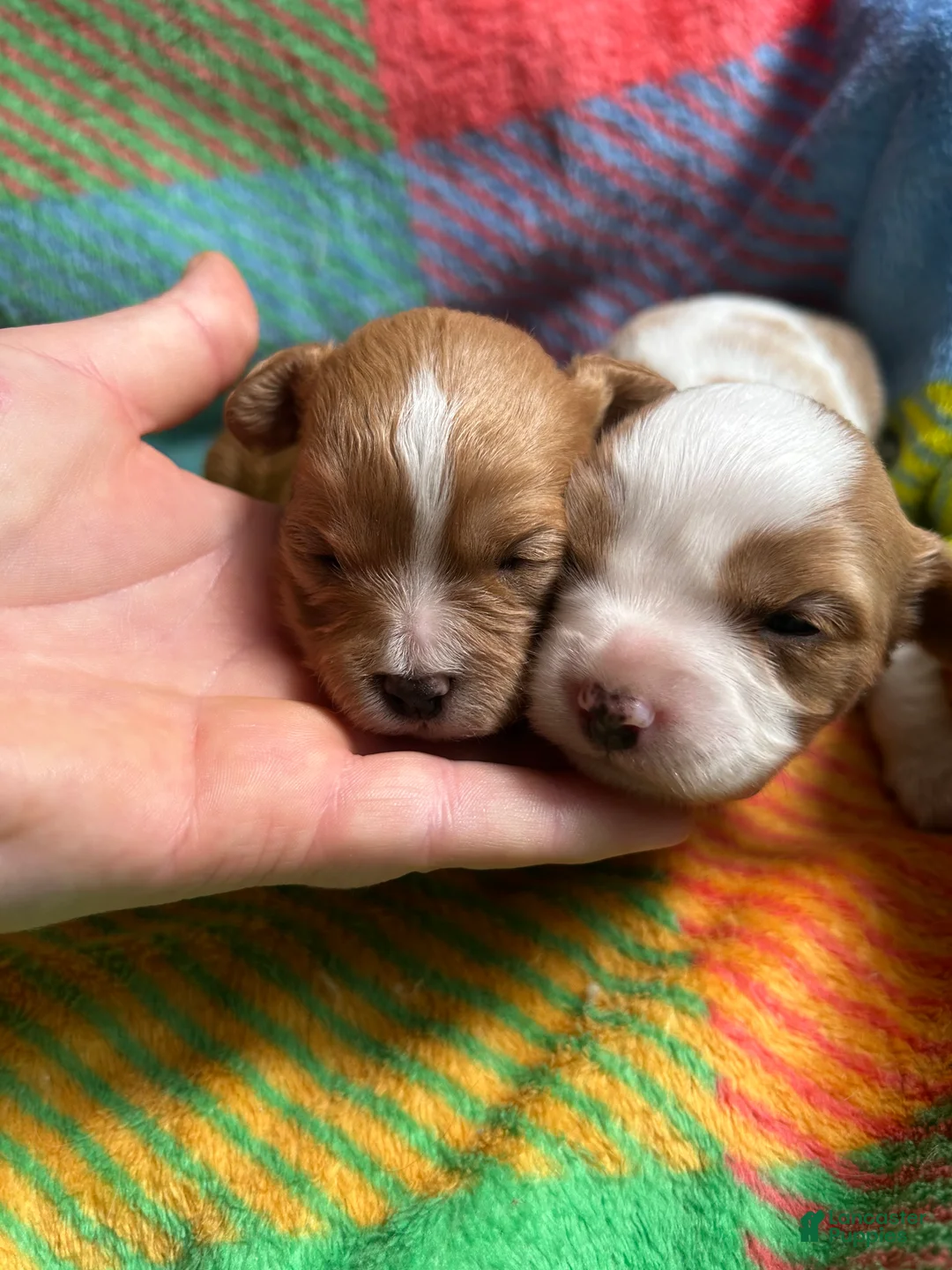 Cavapoo dogs for sale: Ruby - Ad 1