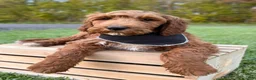 Irish Doodle dogs for sale: Cody - Ad 8