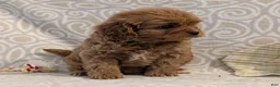 Cavapoo dogs for sale: Teddy - Ad 4