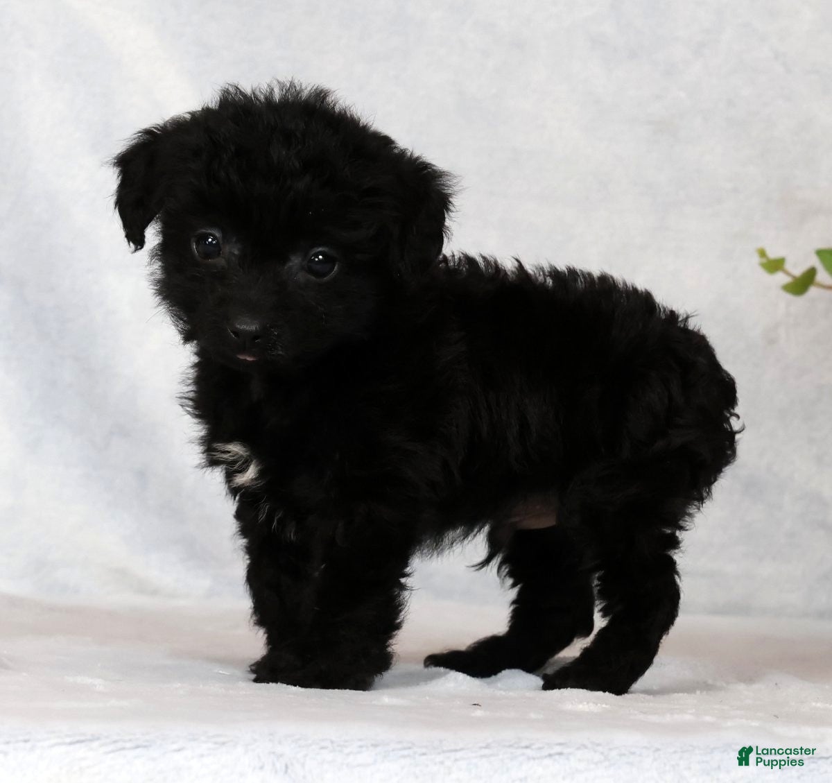 Yorkiepoo dogs Fidget Special Needs - Ad 2