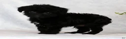 Yorkiepoo dogs for sale: Fidget Special Needs - Ad 2