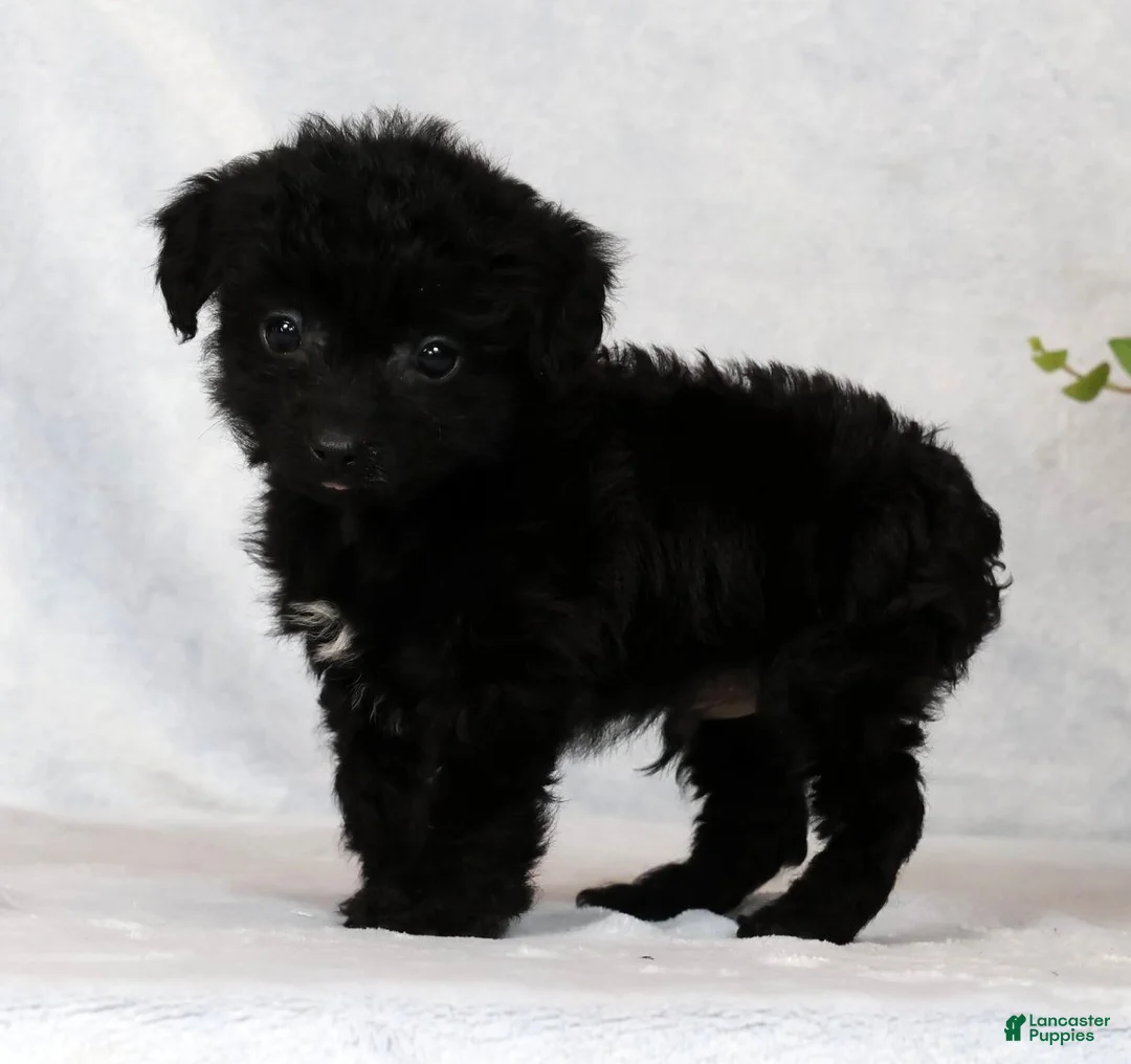 Yorkiepoo dogs for sale: Fidget Special Needs - Ad 2