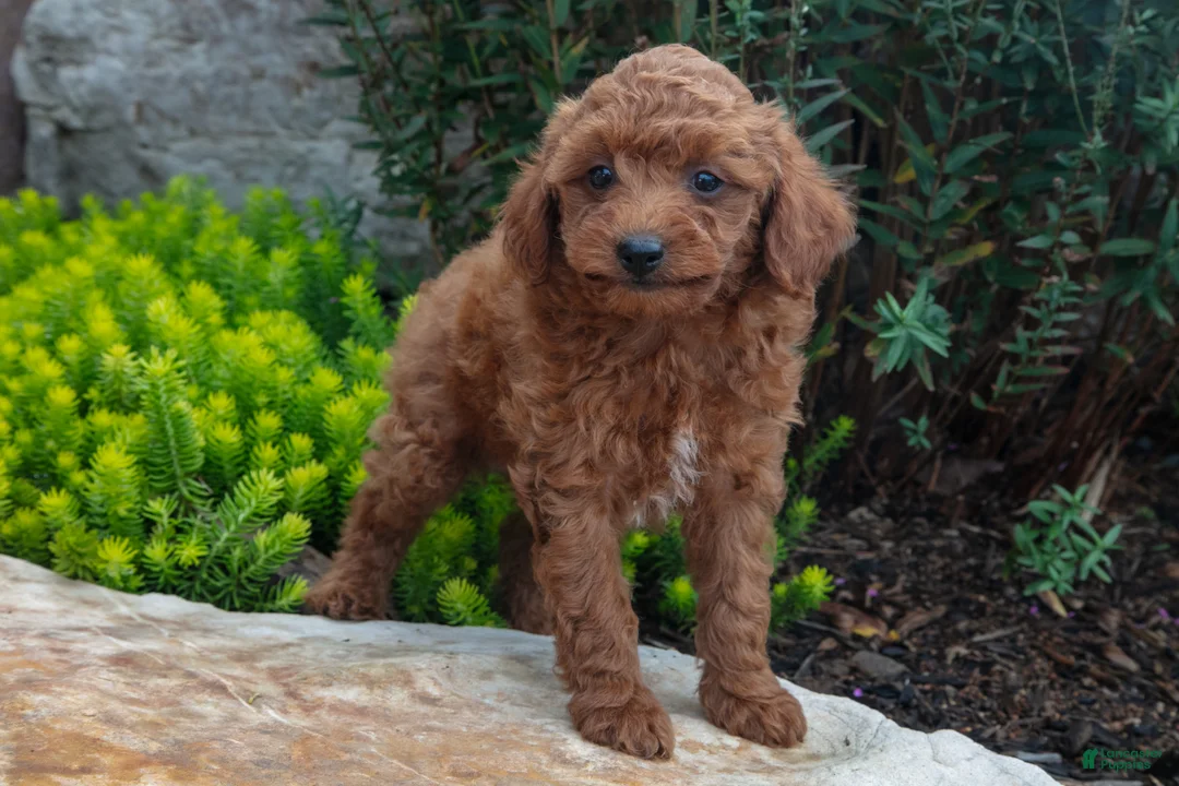Mini Goldendoodle dogs for sale: Trace - Ad 1