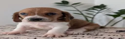 Mixed Breed dogs for sale: Pete - Ad 5