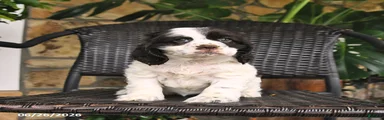 Tango
