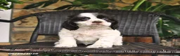 English Cocker Spaniel dogs for sale: Tango - Ad 1