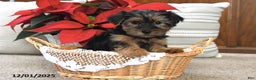 Yorkshire Terrier dogs for sale: Abby - Ad 1