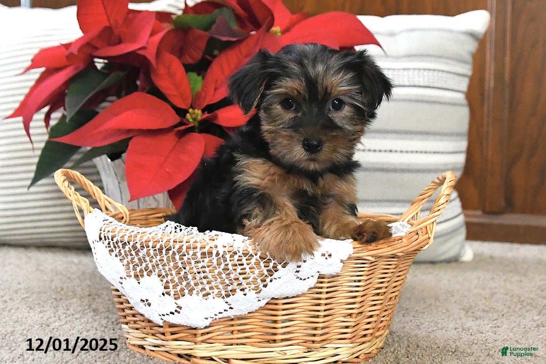 Yorkshire Terrier dogs for sale: Abby - Ad 1