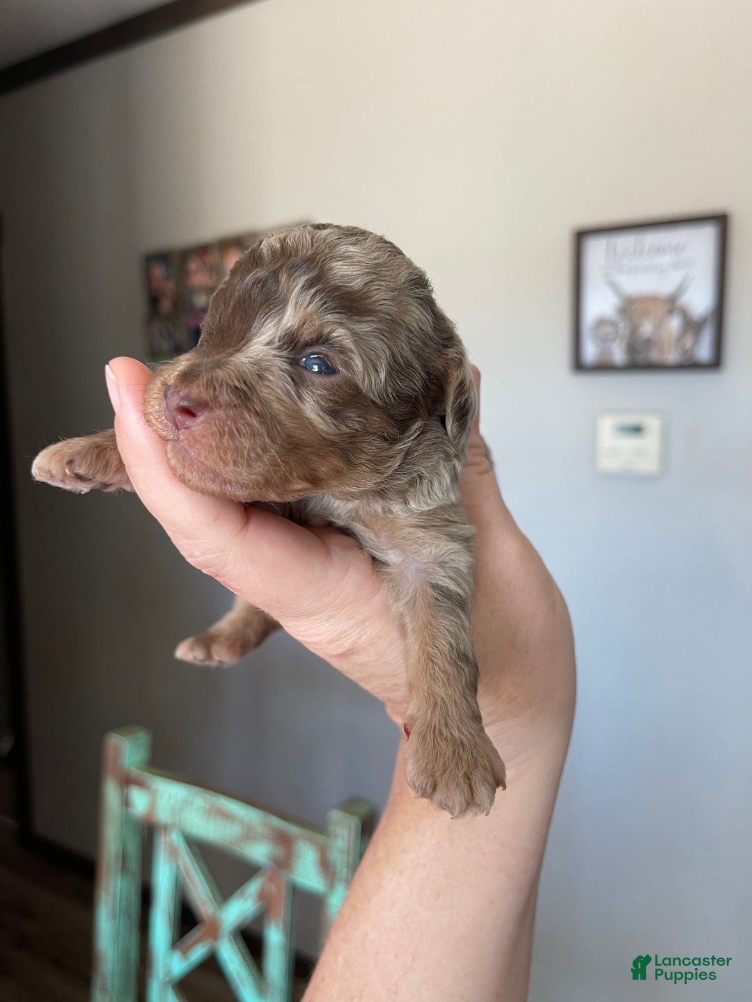 Miniature Poodle dogs for sale: Miniature Poodle Puppy 1 - Ad 7