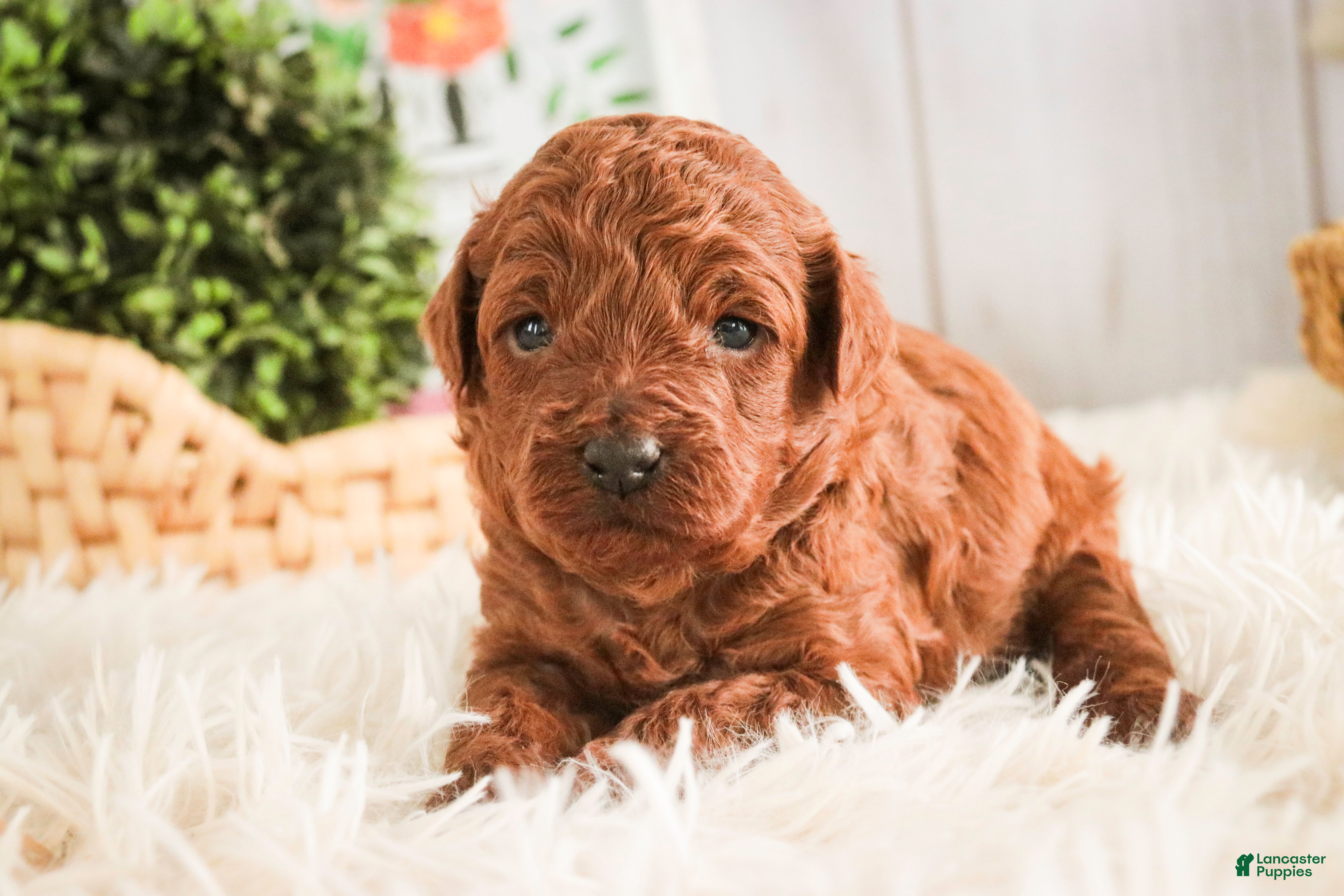 Miniature Poodle dogs Clara - Ad 1
