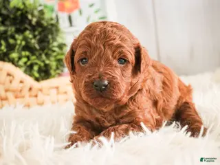 Miniature Poodle dogs for sale: Clara - Ad 2