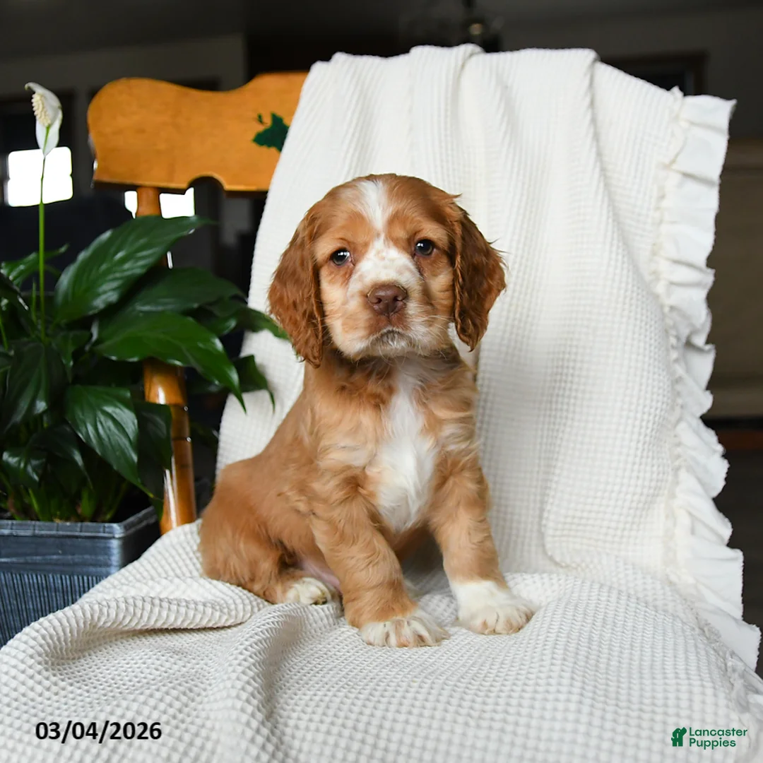 English Cocker Spaniel dogs for sale: Milo - Ad 2