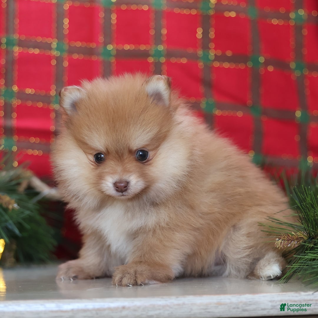 Mixed Breed dogs for sale: Cinnamon - Ad 5