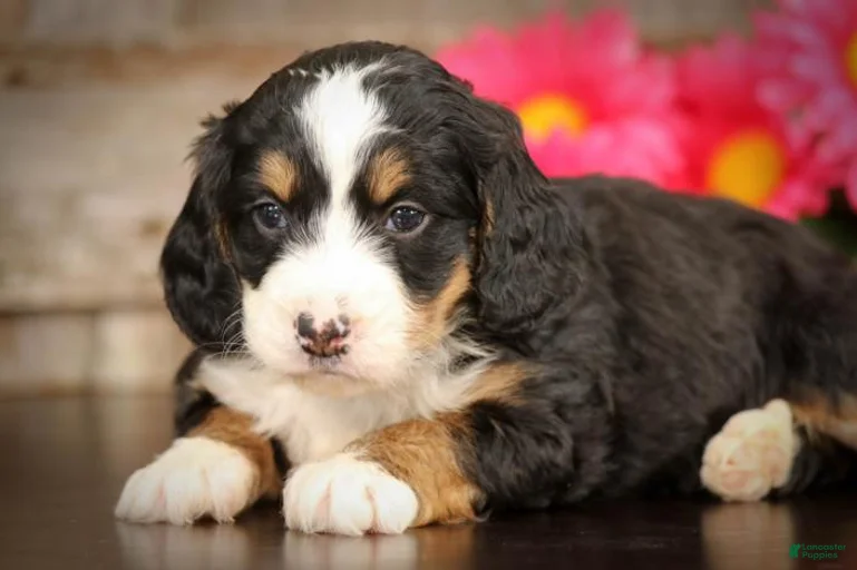 Gallery Image {{count}}