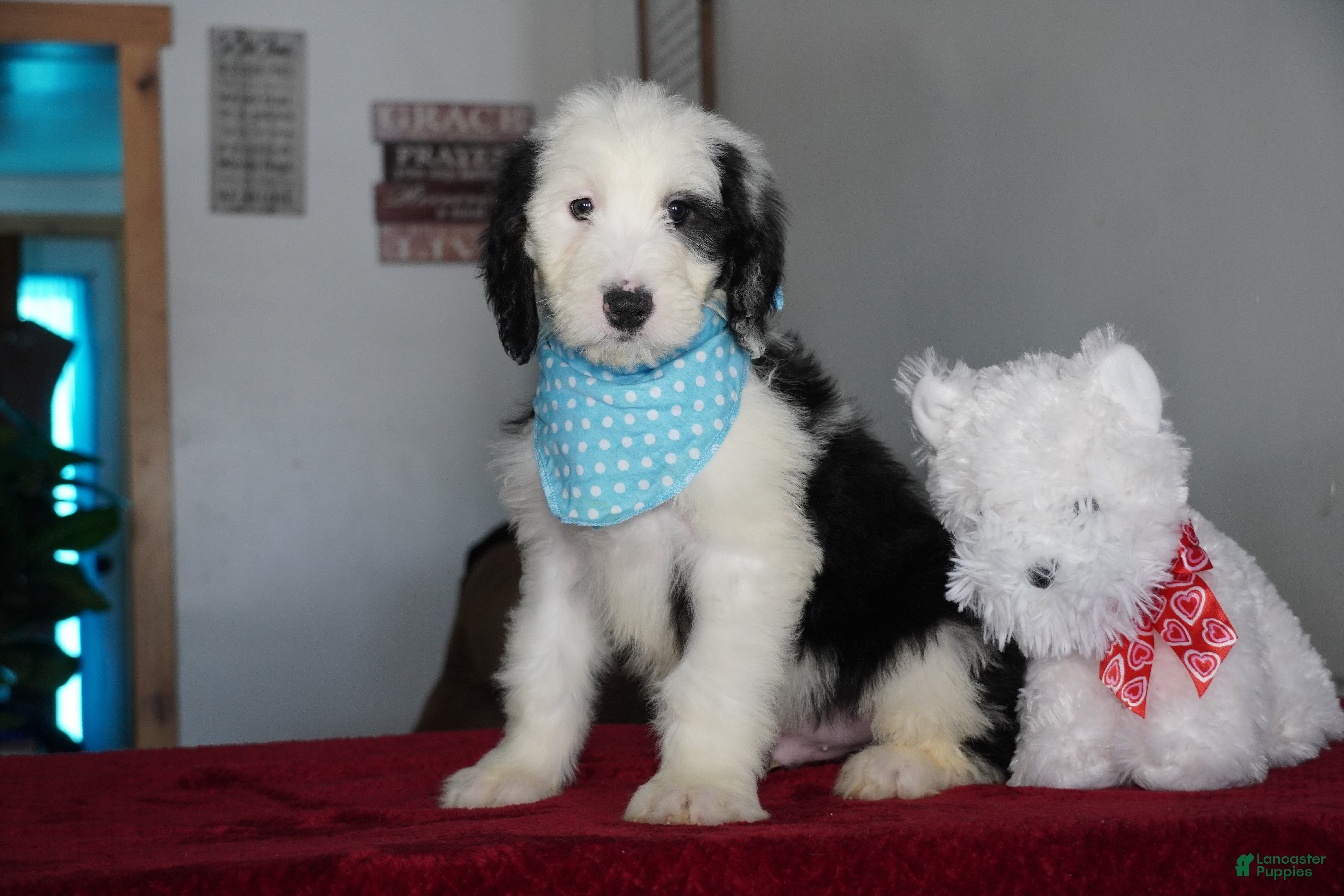 Sheepadoodle dogs Oreo - Ad 19