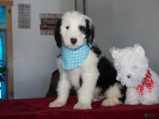 Sheepadoodle dogs Oreo - Ad 10