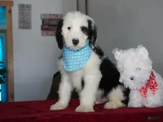 Sheepadoodle dogs Oreo - Ad 32