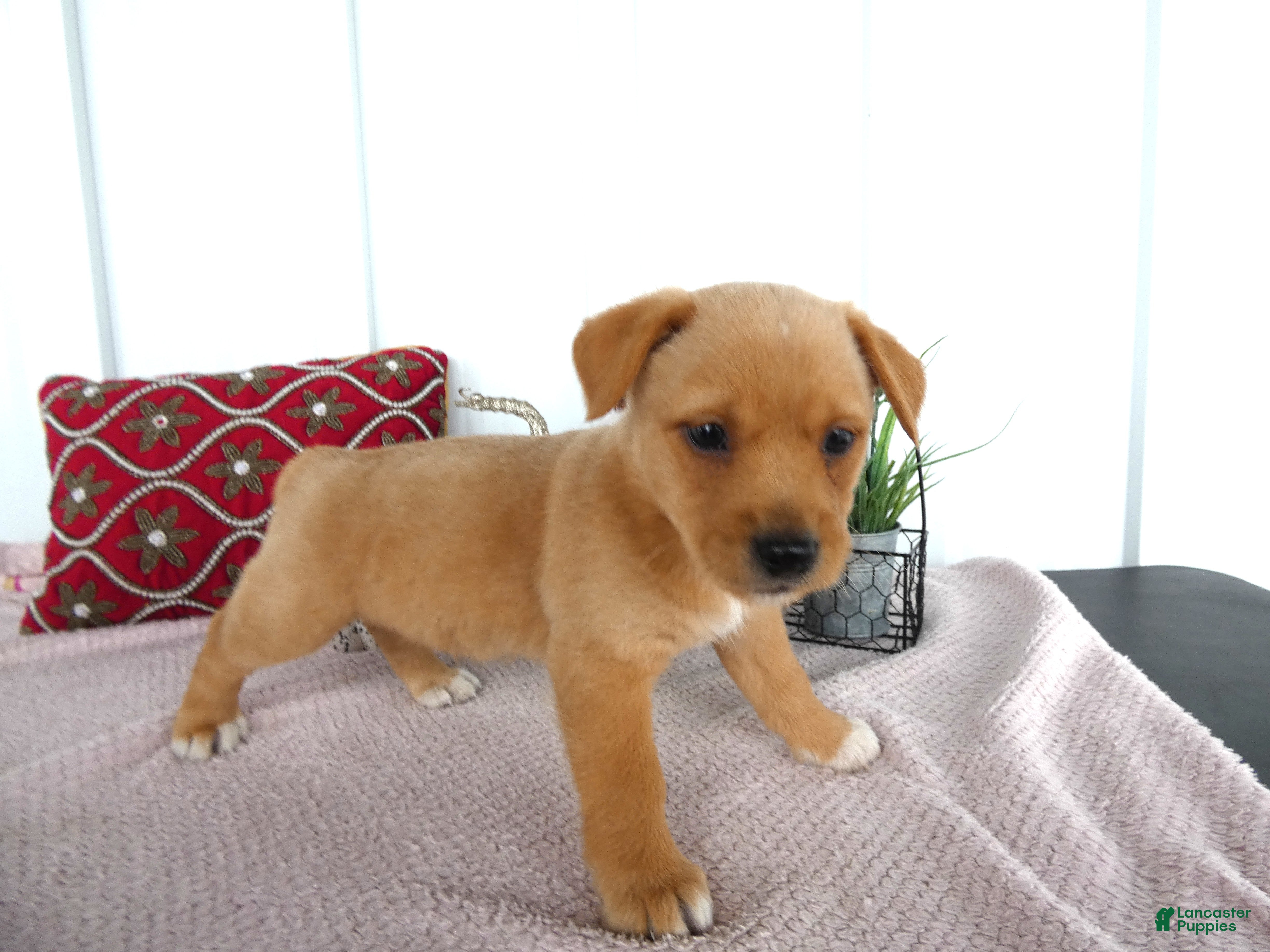 Chorkie