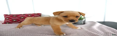 Chorkie 1 Woody